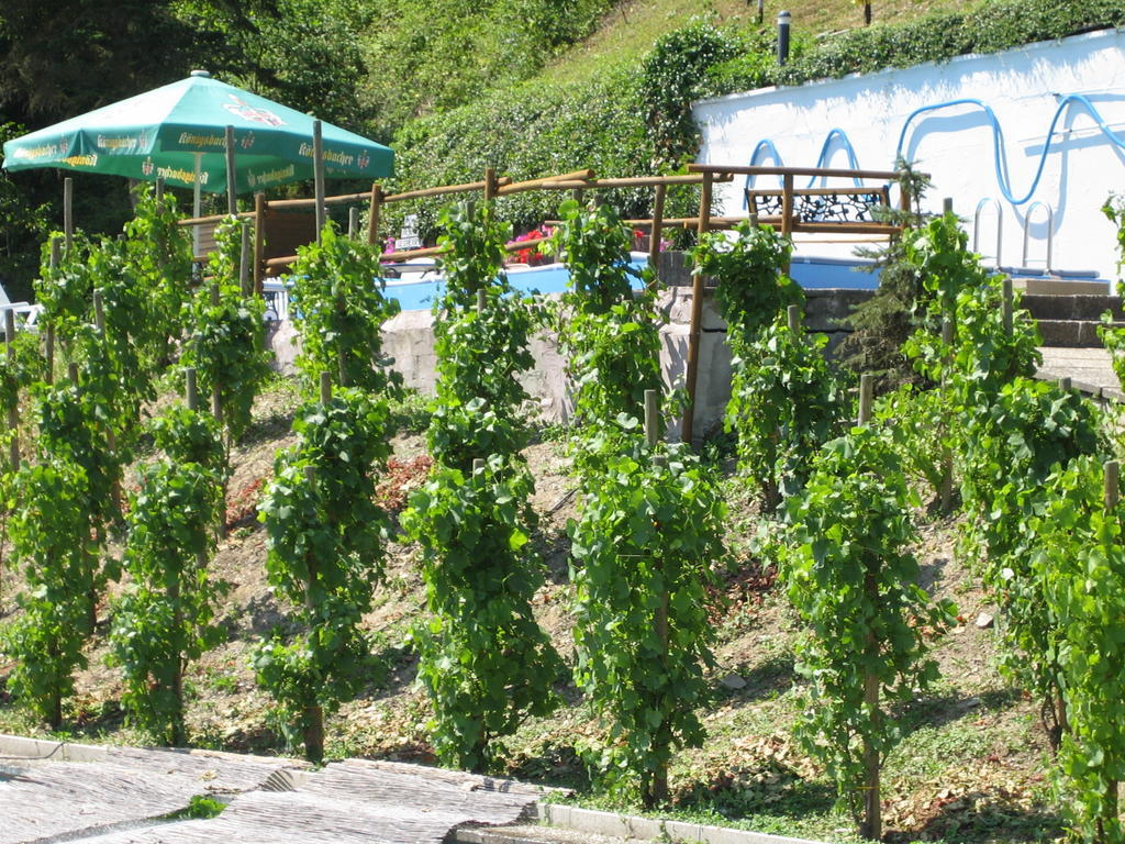Landhotel Weinhaus Treis Weinähr Exteriör bild